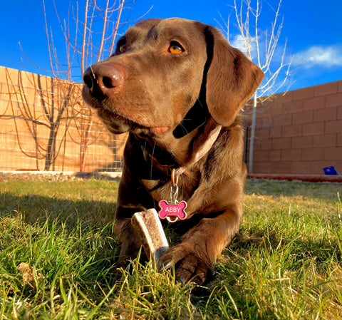 Antler Chew Dog Treat